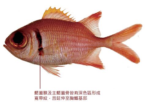 紅鐵甲魚|紅鋸鱗魚